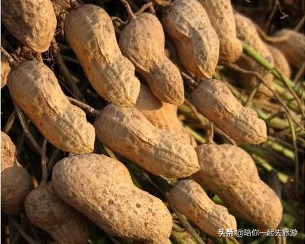 蚌埠土特产展销会,蚌埠土特产市场在哪