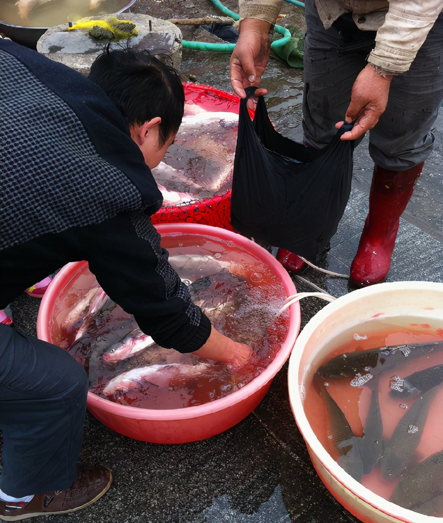 鱼的土腥味和柴油味,鱼的土腥味很重怎么回事