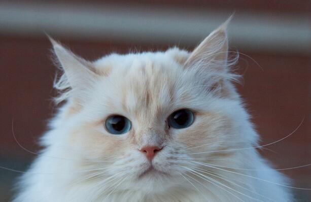 想养猫咪但是对猫咪过敏怎么办,对猫咪过敏经常给猫咪洗澡有用么