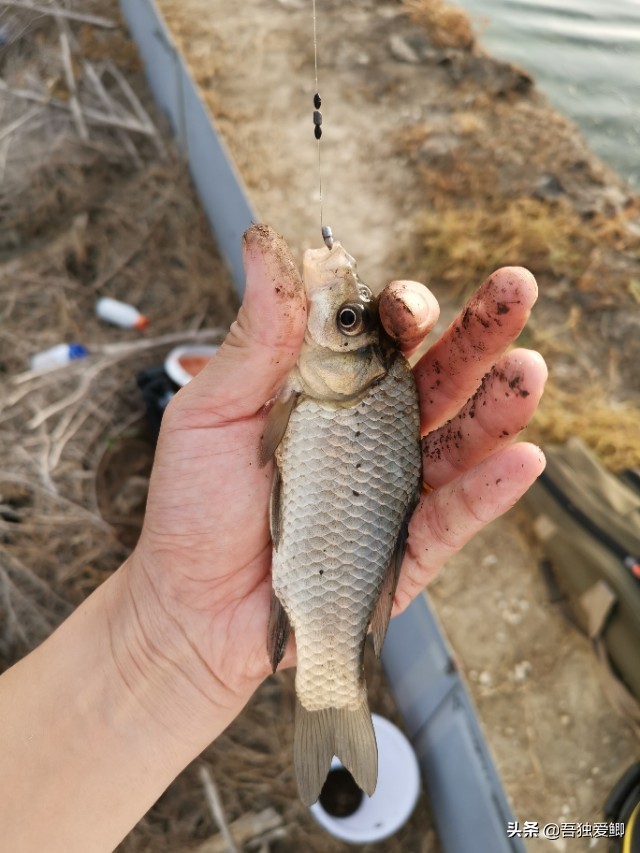 为什么大板鲫吃口很轻,大板鲫一般多少度吃口