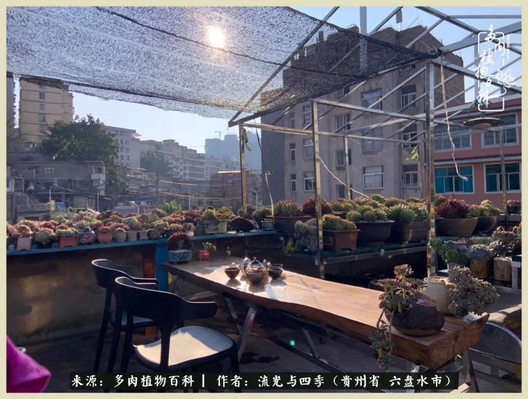 国庆假期你快乐吗?来,凉都美肉与你相伴一一小乌木的霸气东云