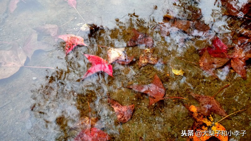 moto照相,moto拍照效果