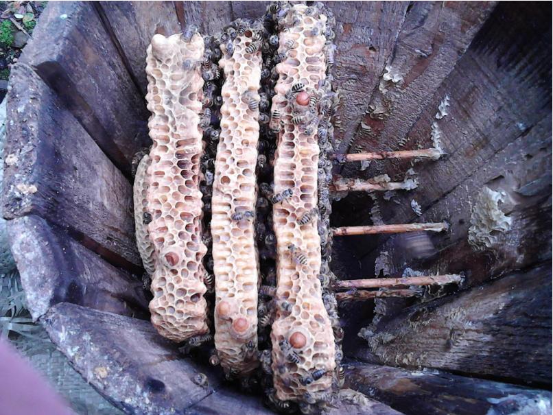 土养中蜂人工分蜂方法技巧视频,桶养中蜂原地分蜂最好的方法