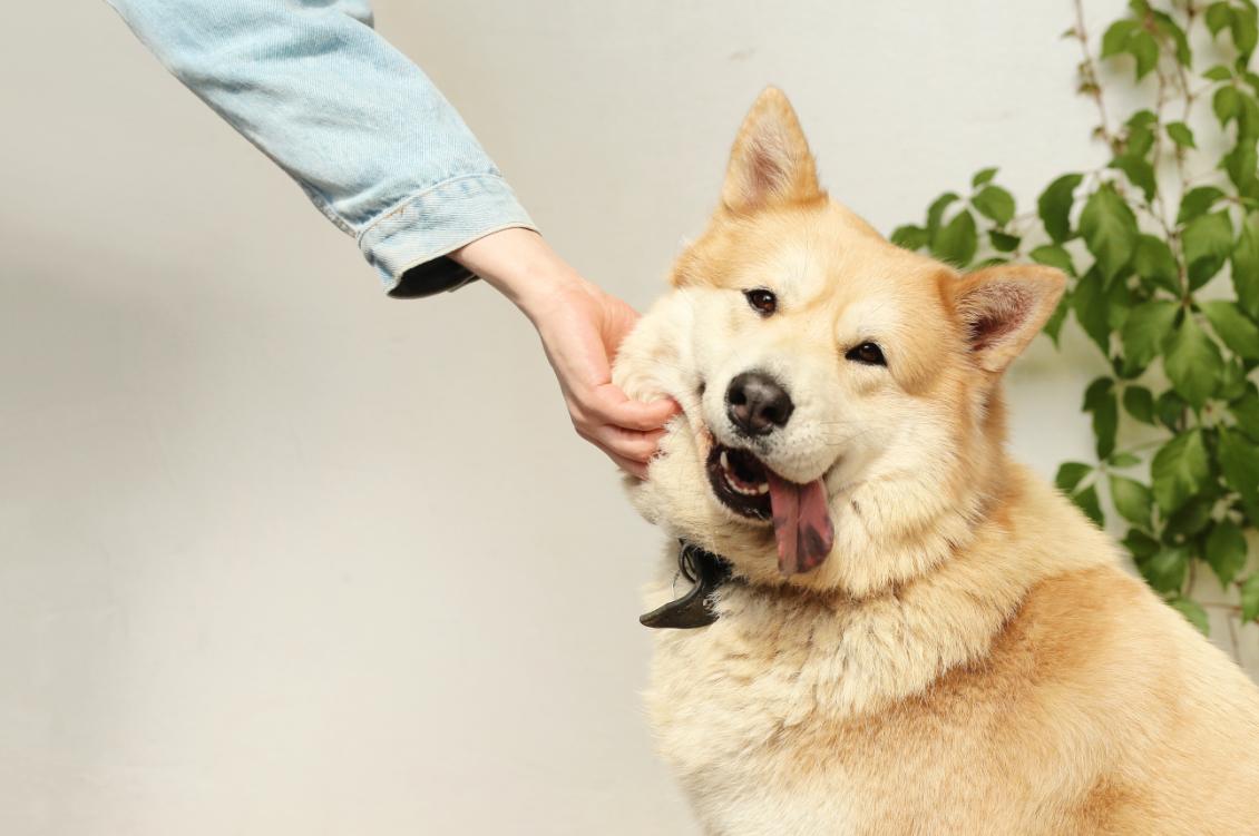 狗狗糖尿病痛苦吗,狗狗糖尿病晚期会不会很痛苦