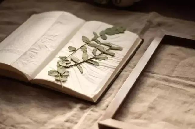 如何制作植物标本书,用小麻薯圆标本做手账