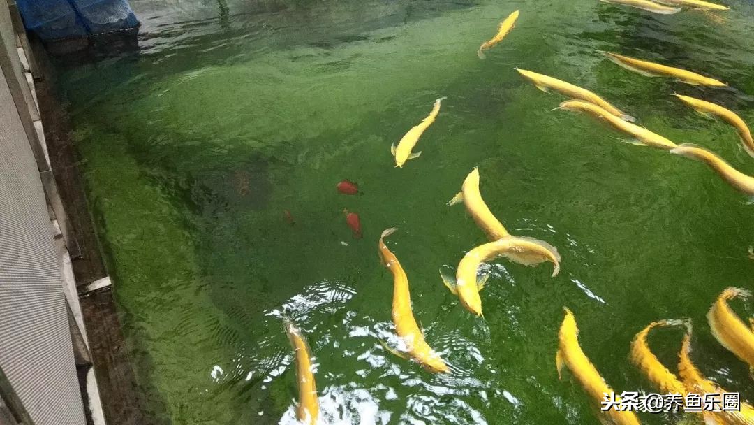 这位土豪家的渔场，光滤材就花了500多万，你确定不要见识一下？