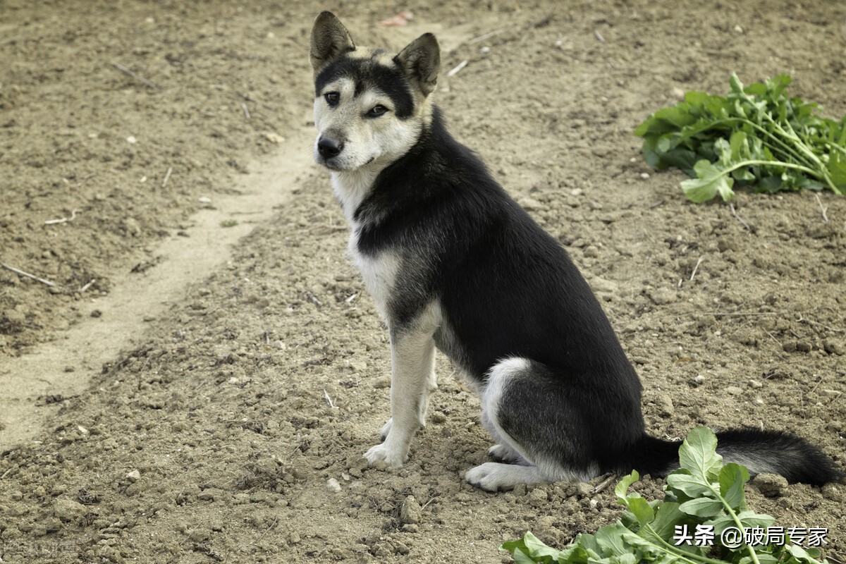 现在肉狗养殖前景如何,肉狗养殖前景及注意事项