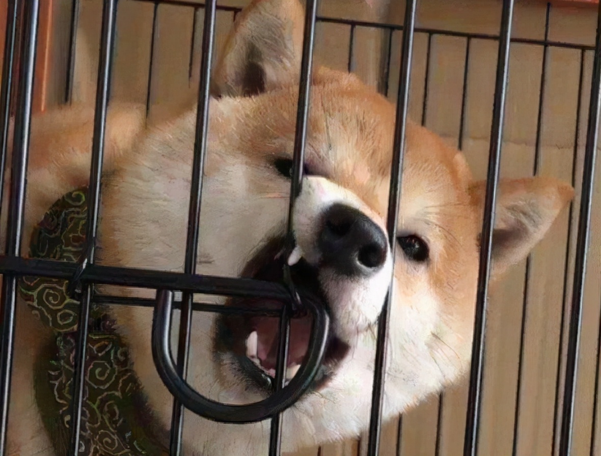 柴犬被批评生气哭了,柴犬的主人要求道歉