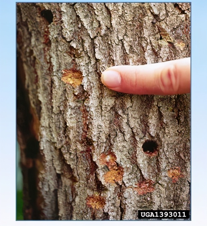 天牛基础知识,天牛简单总结