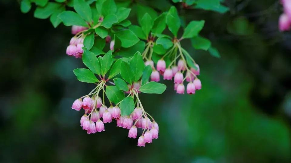 彼得兔的花园该怎么做,彼得兔的花园视频