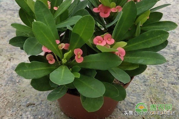 铁海棠怎样管理能开花,铁海棠最低耐寒多少度