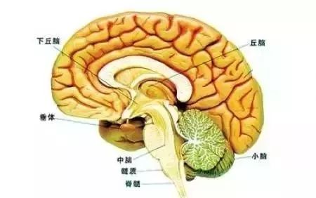 【腺体之美】荷尔蒙，你不知道的另一面