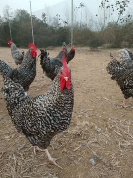 芦花鸡养殖前景如何,养殖芦花鸡