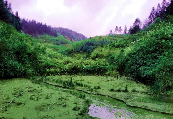 龙胜凤鸡竟“飞”入海鲜市场，“高规格”背后大有文章