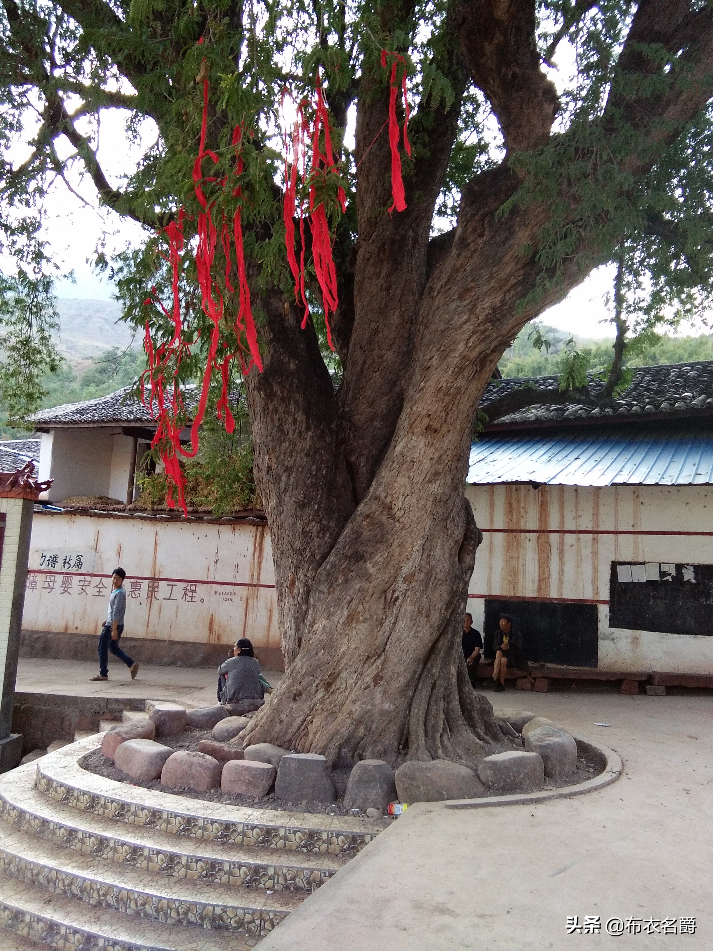 兽医门诊：论治犬传染性肝炎