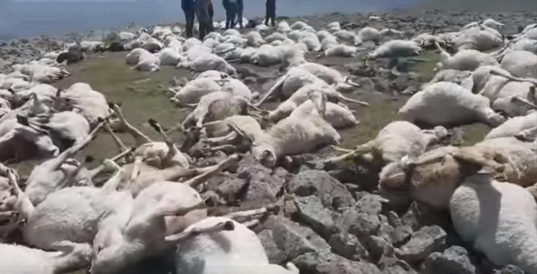 550只羊被雷劈死后续,550只羊被雷劈死原因