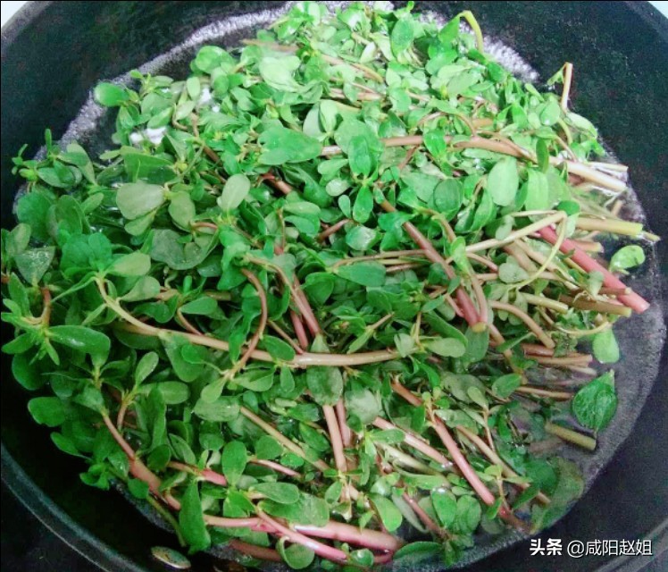 马齿苋凉拌的最简单做法,凉拌马齿苋的最正宗做法