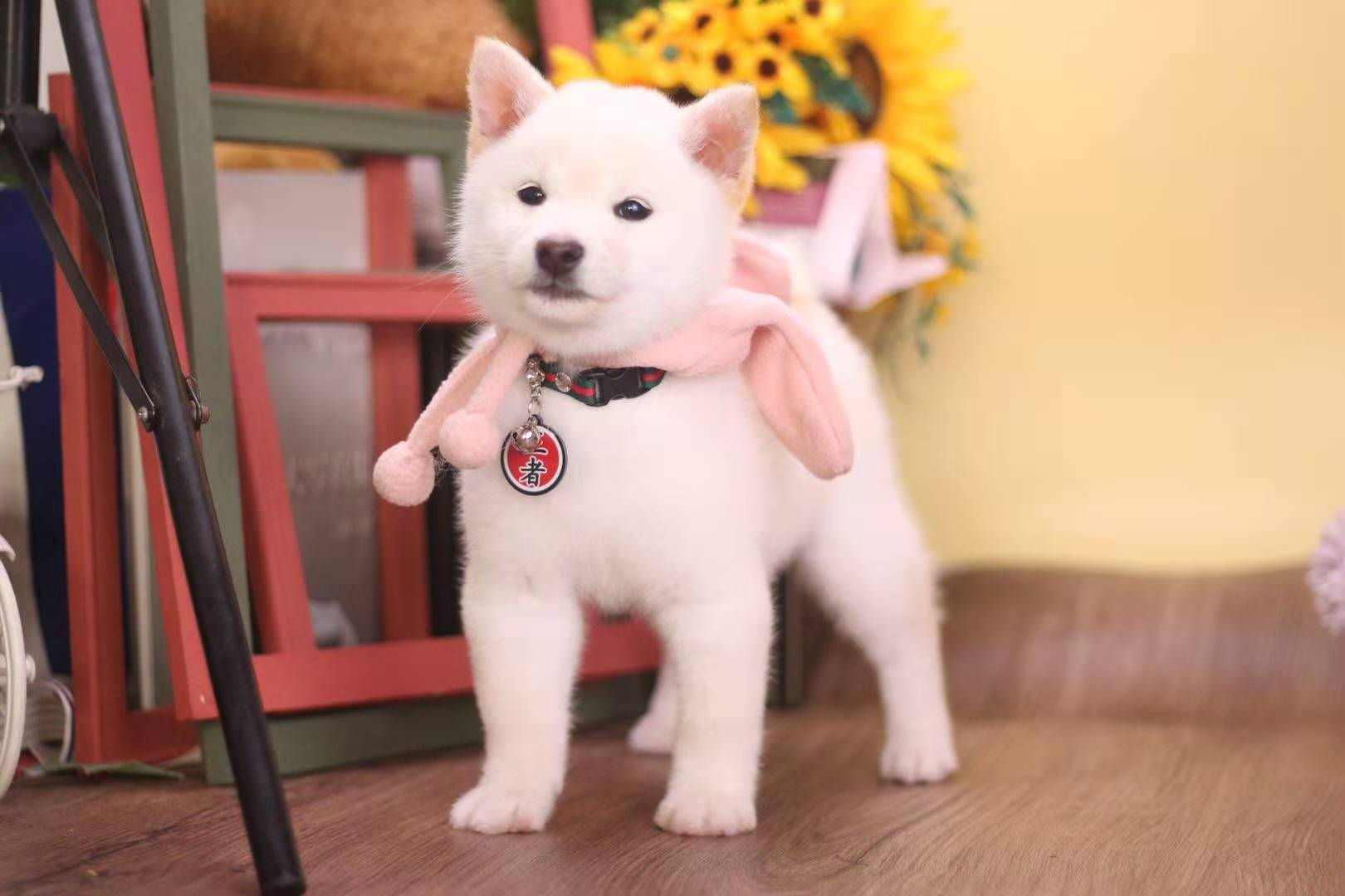 柴犬增肥推荐吃什么狗粮,柴犬太瘦怎么增肥