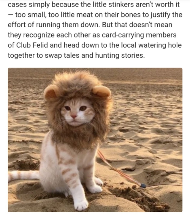 狮子野外发现猫是自己的物种吗,狮子野外发现一只猫