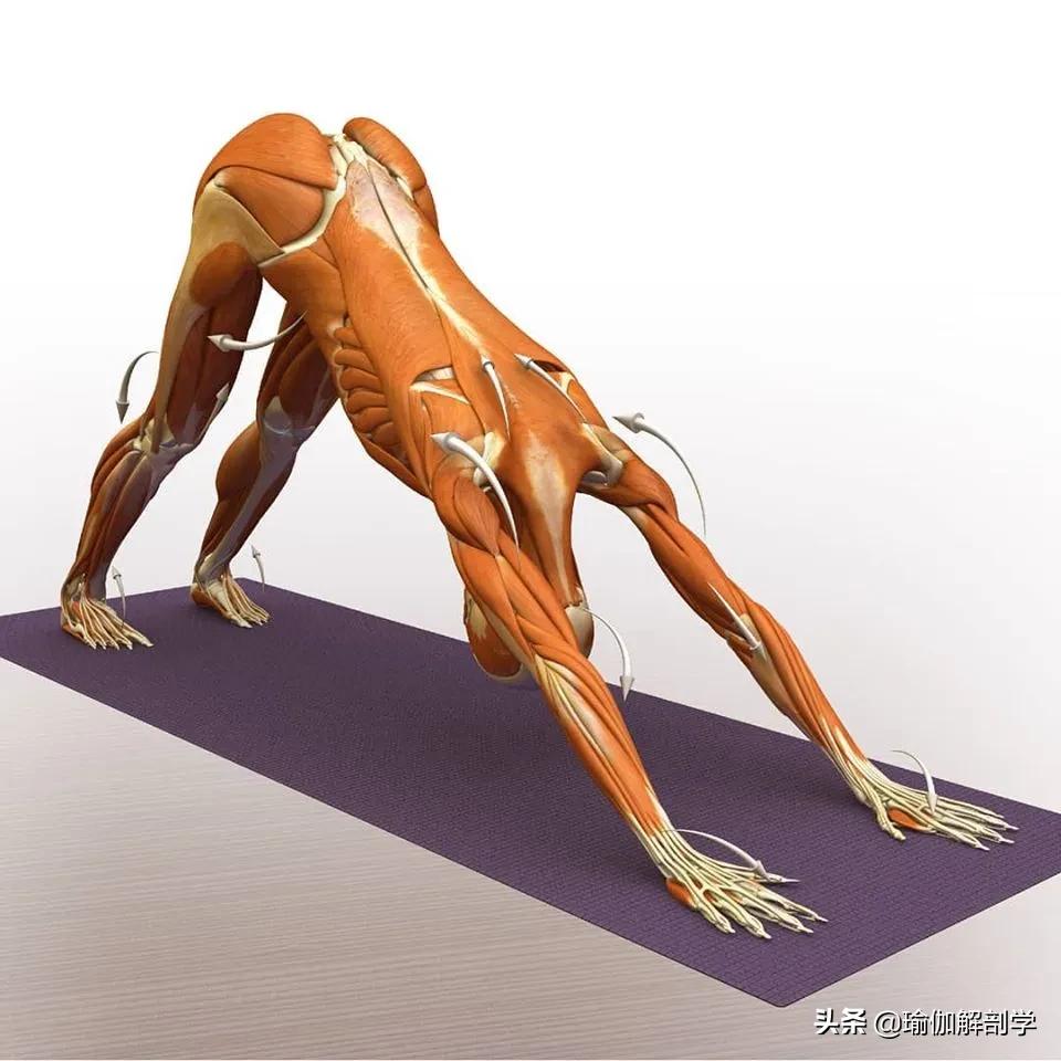 正位瑜伽哈他体式编排,精准正位60分钟瑜伽体式