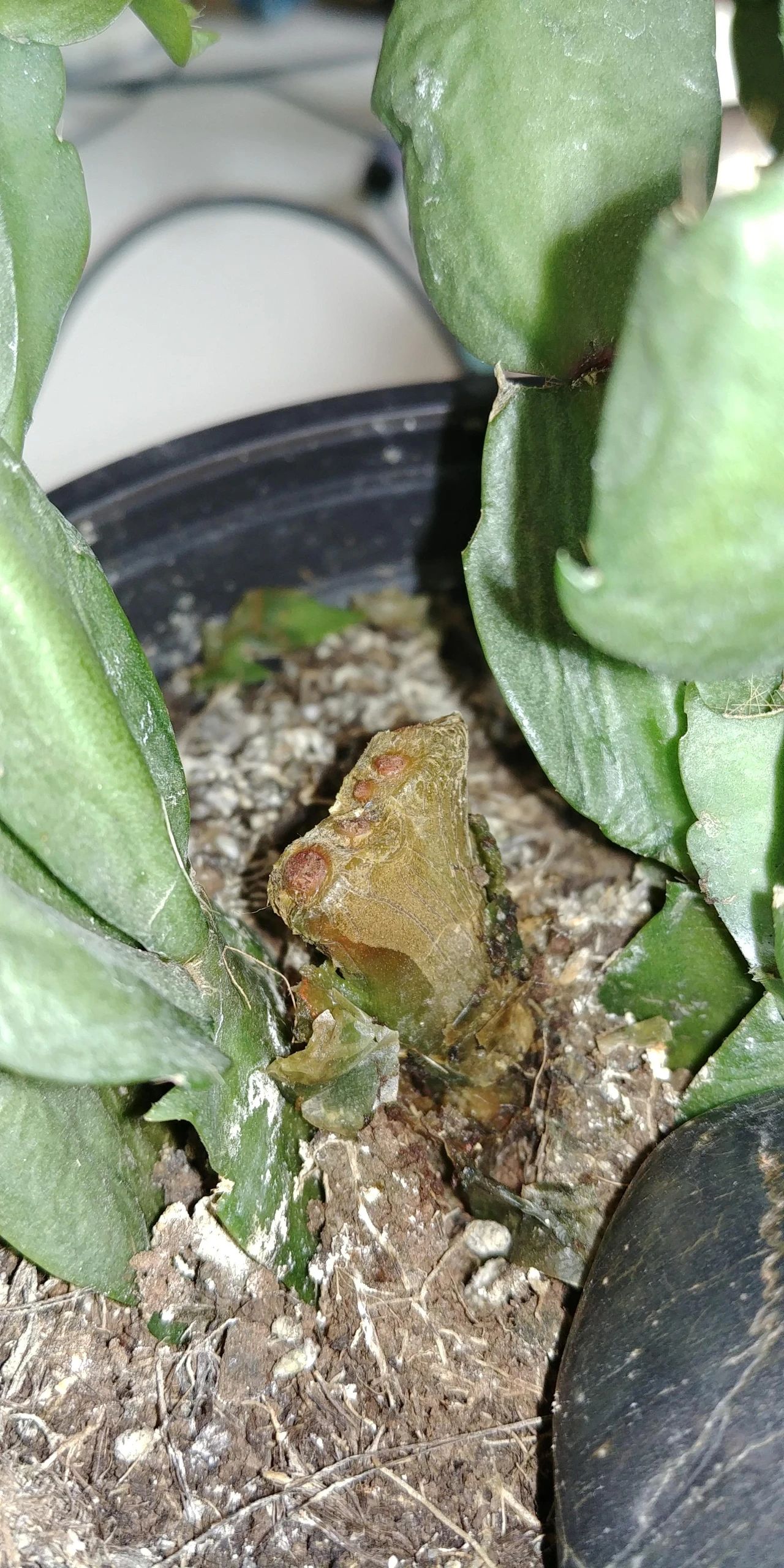 仙人掌的根烂了怎么补救视频,仙人掌类茎腐病的病原有哪些