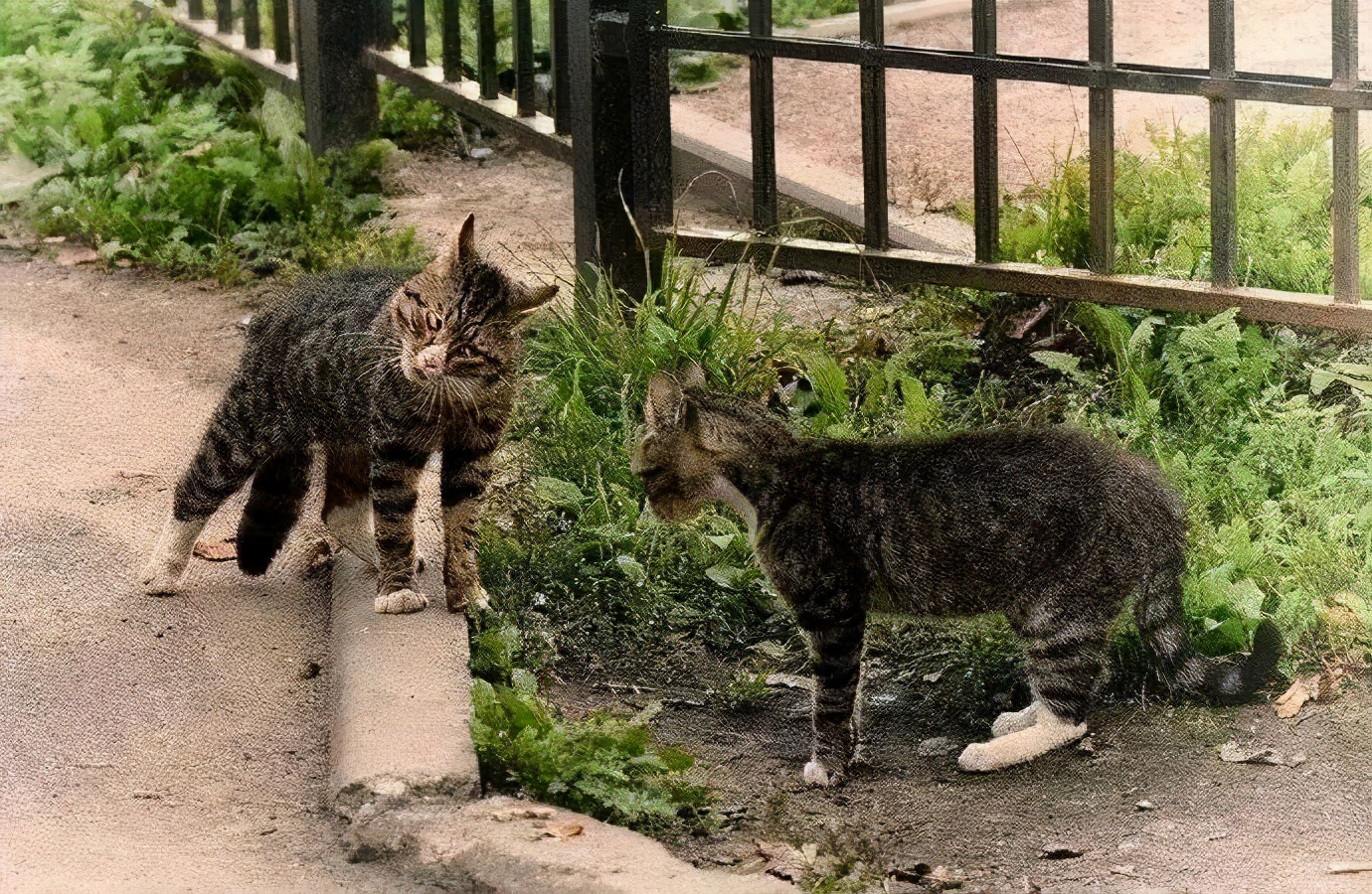 母猫交配时还很温顺，为什么交配后就会转头攻击“丈夫”？