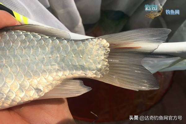 鲫鱼有红色的寄生虫还能吃吗,鲫鱼身上有红点还有寄生虫怎么治