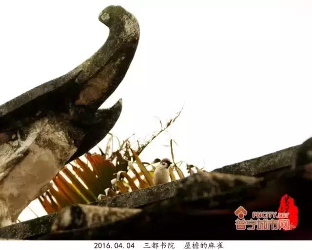 普宁三都中学怎么样,普宁都有哪些学校