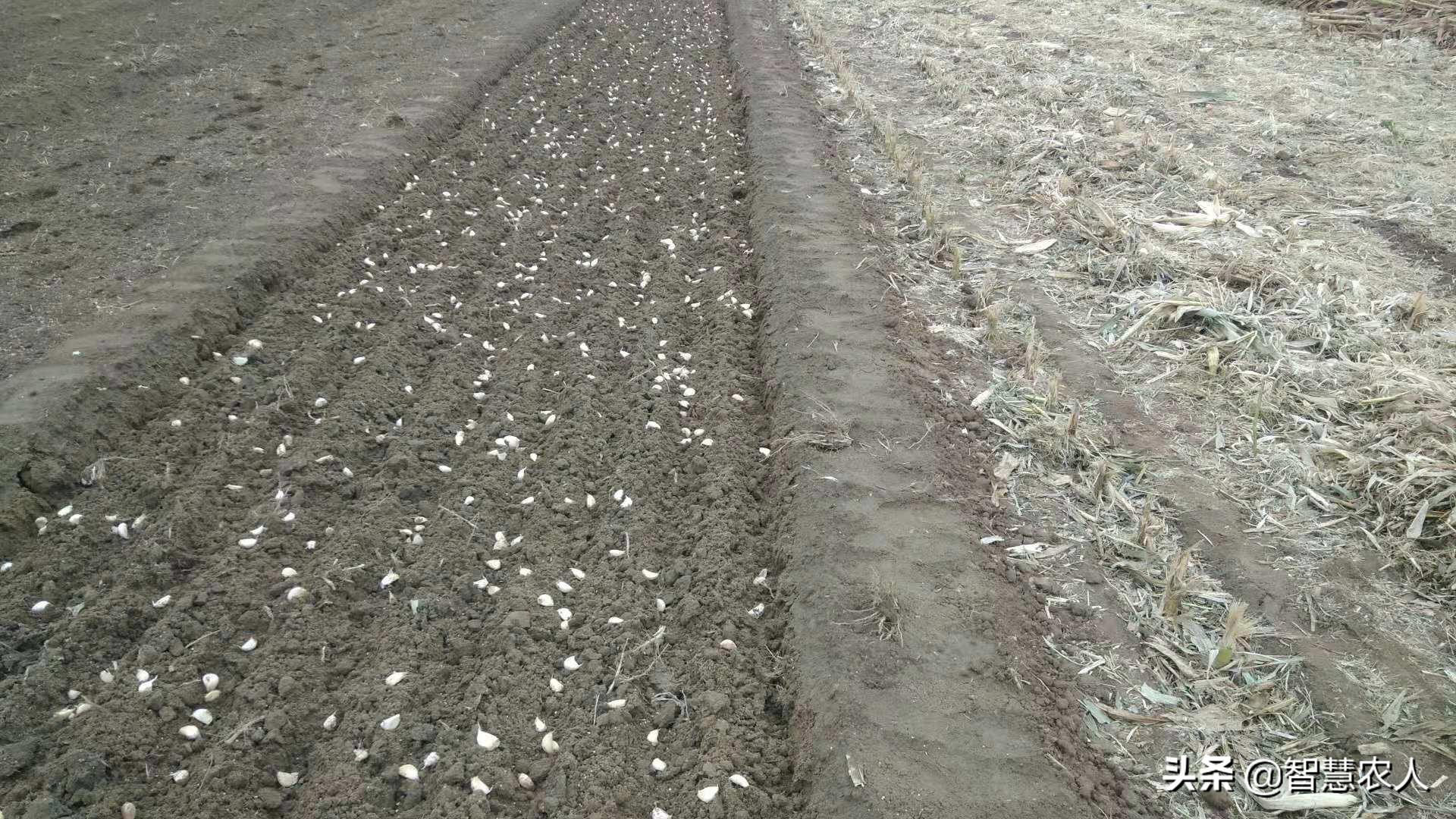 怎样种植大蒜才高产呢,大蒜怎么种种植周期是多长