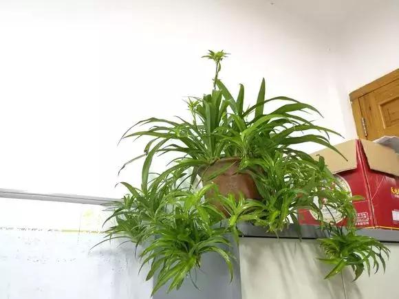 家养绿萝盆里的土越来越少怎么办,土养的绿萝要怎么样才不会黄叶子