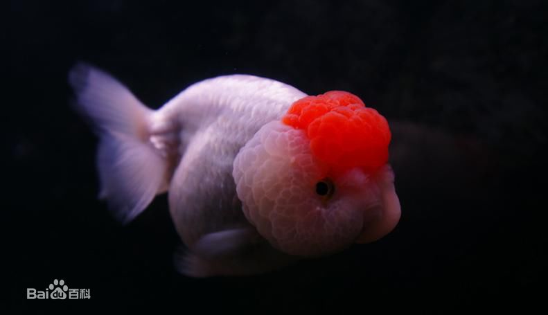 各种金鱼的特点都是什么,品种繁多的金鱼是由什么决定的