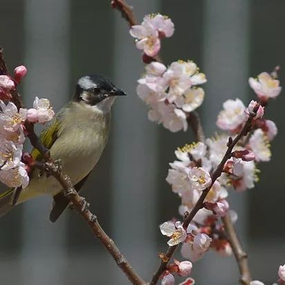 樱桃花海游玩攻略,青岛樱桃花海在哪