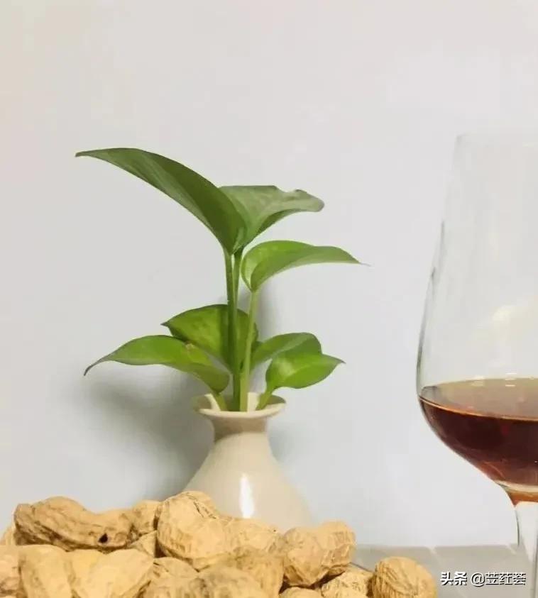 嗨，绿萝​——作者：朱立红（第四首诗歌）|苙荭荟诗