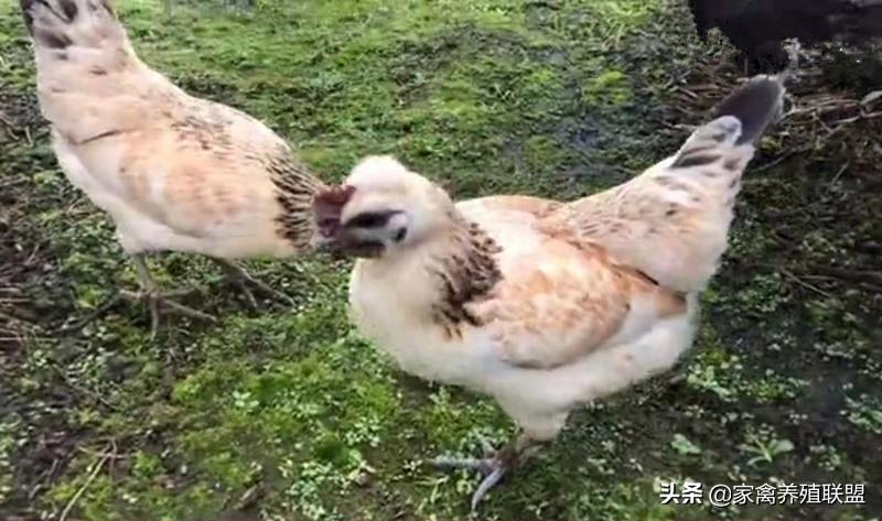 养这种“四黑鸡”3年,他快被顾客给“玩坏”了