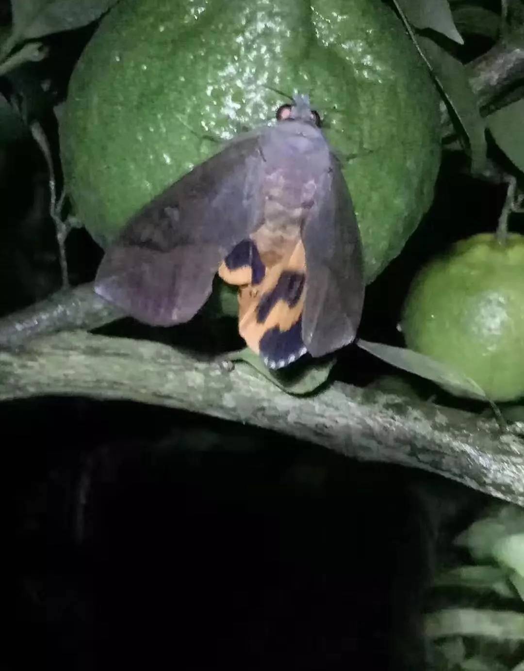 柑橘未熟老是掉果子是怎么回事,柑橘严重落果用什么药防治