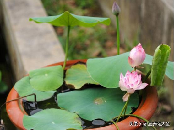 碗莲第一根芽枯萎了,碗莲顶芽发黑腐烂