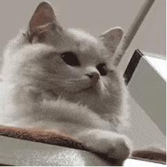 可爱表情包猫猫超开心,猫猫表情包可爱粉粉嫩嫩生气