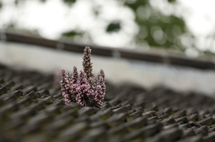 农村瓦片上长的多肉,农村多肉随便养