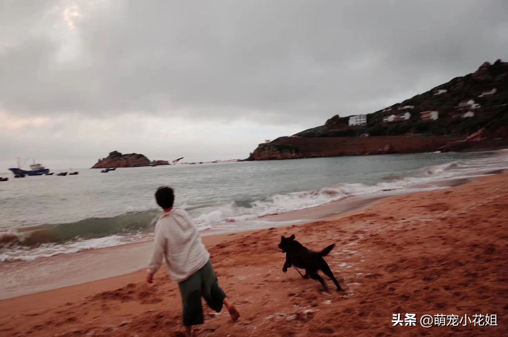 幸运的狗狗却不幸感染血液病,众人为它奔波求医,却没能挽回它