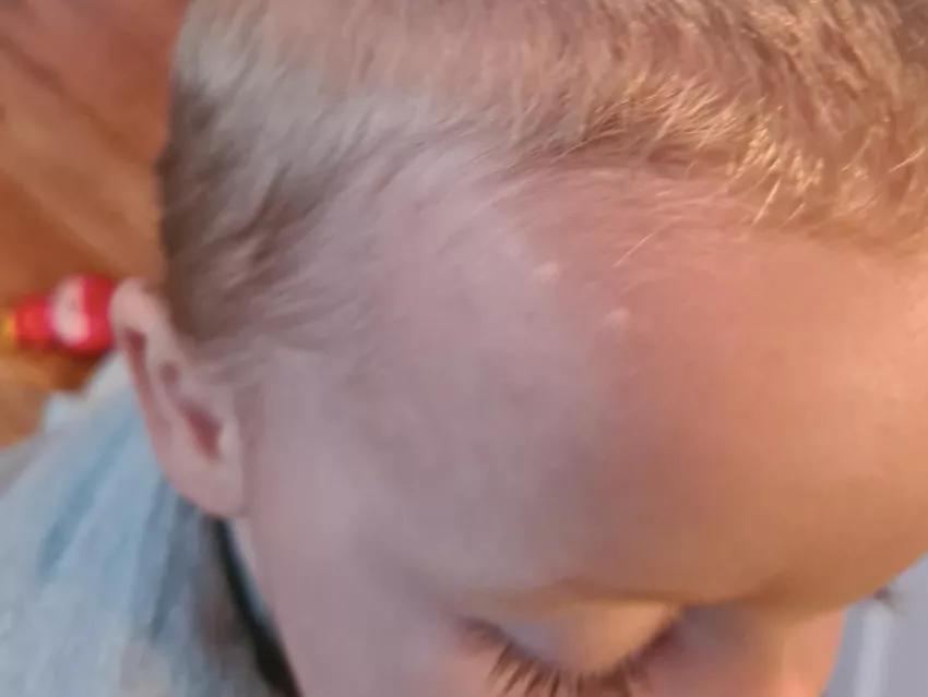 澳大利亚鼠灾事件视频,澳大利亚鼠害事件