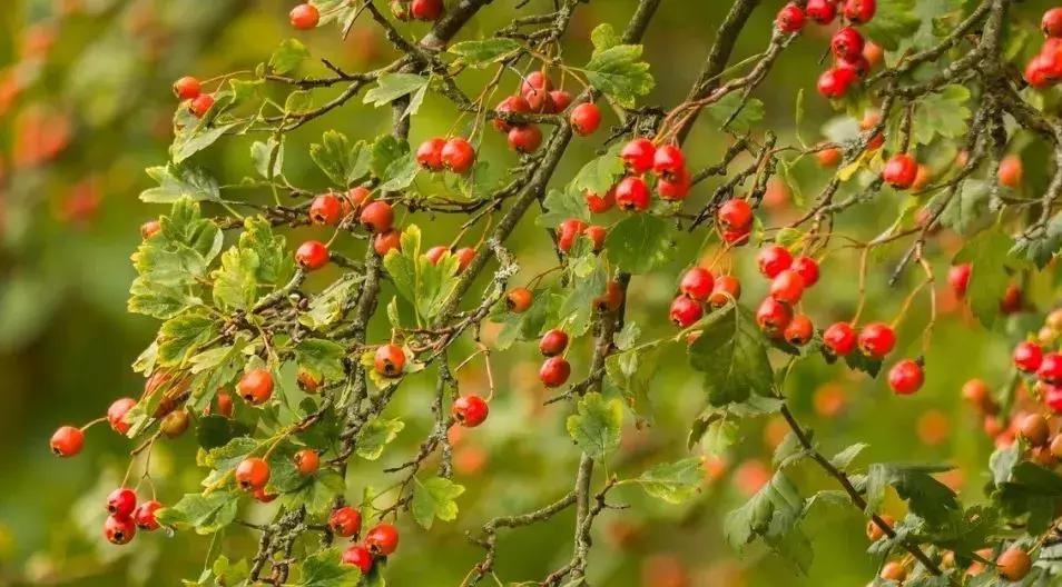 小红书爆火的天价抗糖丸、抗糖液到底有用么？抗糖到底是咋回事？