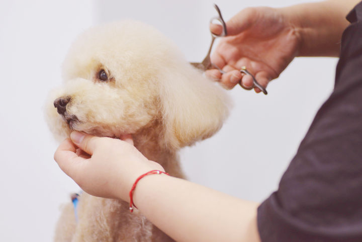 欧美风宠物店,温馨明亮的宠物店风格