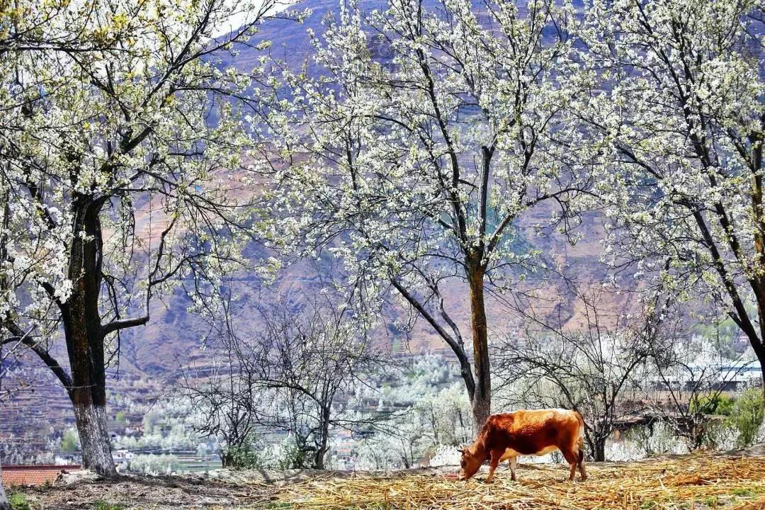 3月川西惊艳了所有人,千树万树梨花开川西