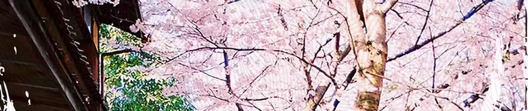 古浪｜陈国明：四叔