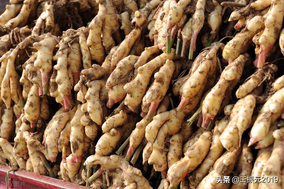 现在生姜价格多少钱1斤,现在生姜批发价一般是多少钱1斤