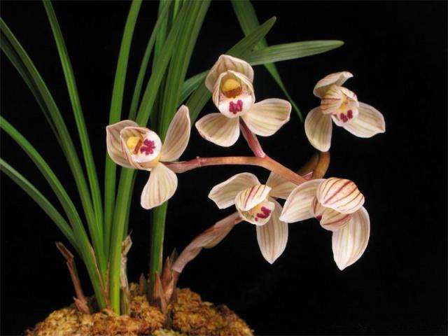 兰花根部变黑腐烂是怎么回事,如何救治?