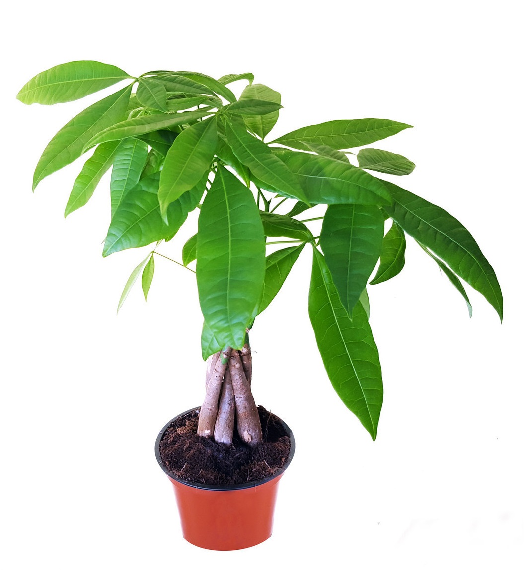 金钱树叶子发软发黑怎么办,金钱树叶子尖发黑枯萎像烧焦