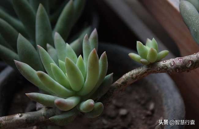 它像个小刺猬，一定会萌到你，并且花语还是积极的、有善意的