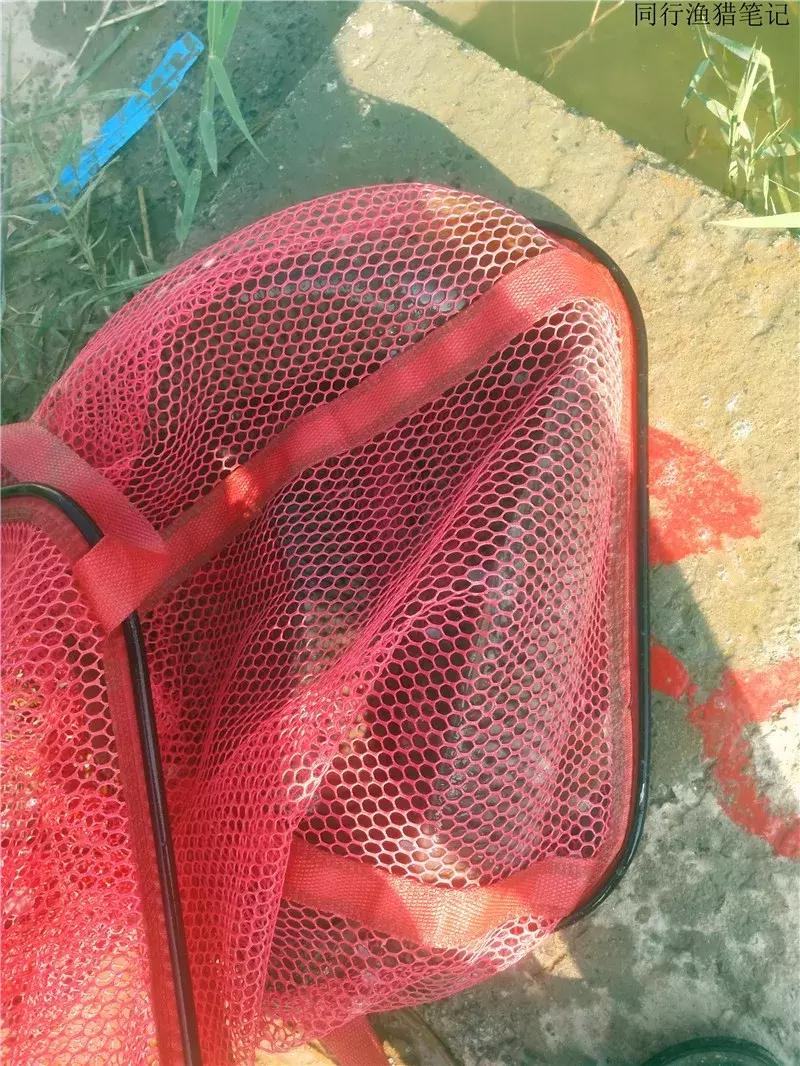 钓鱼日记第19天,钓鱼游钓日记100篇