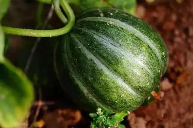 五原灯笼红香瓜,五原灯笼红香瓜价格